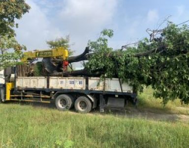 Vận chuyển cây lớn TP HCM -Bình Dương 